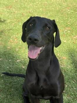 Midnight - 1 -  Catahoula Leopard Dog and Mixed Breed Dog for Adoption in Daytona Beach, Florida - Midnight - 1 | PetCurious
