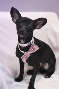 Resu in NH. Come Meet our Adoptable Dogs Wednesday-Saturday. Mor -  Chihuahua Dog for Adoption in Manchester, New Hampshire - Resu In NH. Come Meet Our Adoptable Dogs Wednesday-Saturday. Mor | PetCurious