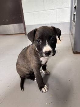 AMY LOU -  Pit Bull Terrier Dog for Adoption in Corpus Christi, Texas - AMY LOU | PetCurious