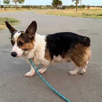 Andy -  Corgi Dog for Adoption in Ennis, Texas - Andy | PetCurious