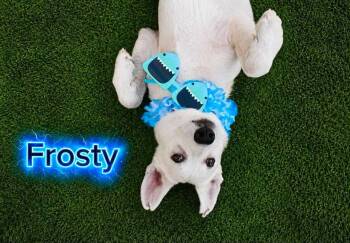 Frosty -  Husky Dog for Adoption in Gainesville, Virginia - Frosty | PetCurious