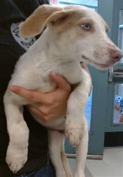 DOLLY -  German Shepherd Dog and Mixed Breed Dog for Adoption in Oklahoma City, Oklahoma - DOLLY | PetCurious
