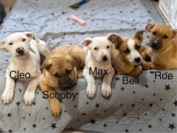 Rescue German Shepherd Dog Dogs for Adoption in Fremont, California - Max | PetCurious