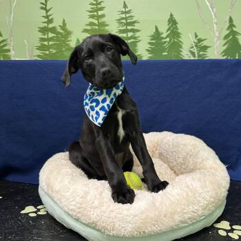 Ida -  Border Collie and Hound Dog for Adoption in Logan, Utah - Ida | PetCurious