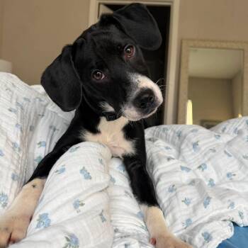 Bo -  Border Collie Dog for Adoption in Wando, South Carolina - Bo | PetCurious
