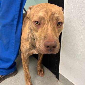Cher -  Pit Bull Terrier and Mixed Breed Dog for Adoption in Abilene, Texas - Cher | PetCurious