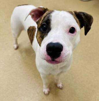 BLUE -  Pit Bull Terrier Dog for Adoption in Derwood, Maryland - BLUE | PetCurious