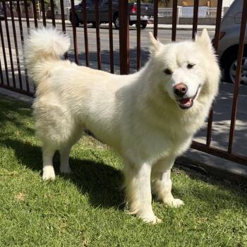 Kaiser -  Samoyed and Husky Dog for Adoption in Los Angeles, California - Kaiser | PetCurious