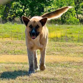 Durango -  Mixed Breed Dog for Adoption in Buffalo, Minnesota - Durango | PetCurious