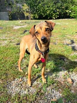Miniature Pinscher and Jack Russell Terrier Dogs Available for Adoption - Honey | PetCurious