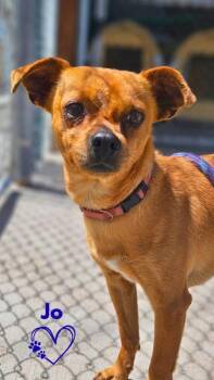 Jo -  Chihuahua Dog Available for Adoption in Monte Vista, Colorado - Jo | PetCurious