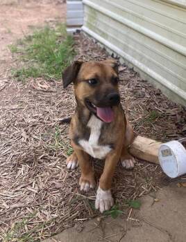 Aurora -  Mixed Breed Dog Available for Adoption in Taycheedah, Wisconsin - Aurora | PetCurious