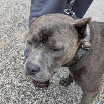 Ace-RTO -  Pit Bull Terrier and Mixed Breed Dog for Adoption in East St. Louis, Illinois - Ace-RTO | PetCurious