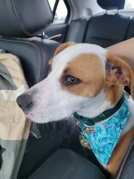 Parson Russell Terrier and Foxhound Dogs Available for Adoption in Milton, Florida - Squeak | PetCurious