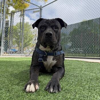 Pit Bull Terrier Dogs Available for Adoption in Murray, Utah - Medusa Most Beautiful | PetCurious