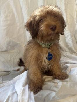 Cookie -  Lhasa Apso and Terrier Dog for Adoption - Cookie | PetCurious