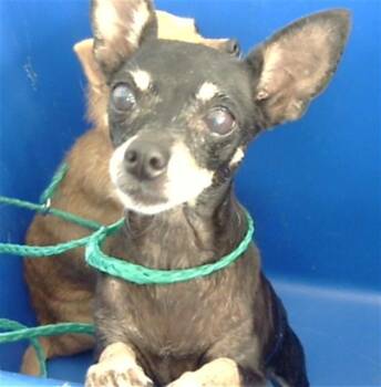 MEGARA -  Mixed Breed Dog for Adoption in Dallas, Texas - MEGARA | PetCurious