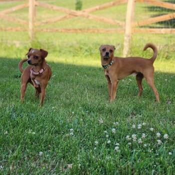 Blitz -  Chihuahua Dog for Adoption in Toms Brook, Virginia - Blitz | PetCurious