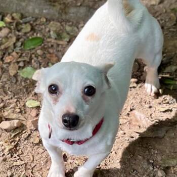 Chihuahua and Miniature Dachshund Dogs Available for Adoption in Hopkinton, Massachusetts - Persimmon | PetCurious