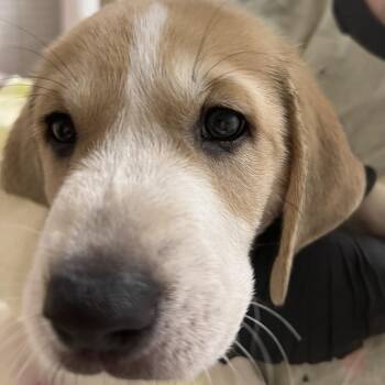 Teal seal -  Treeing Walker Coonhound Dog for Adoption in Pekin, Illinois - Teal Seal | PetCurious