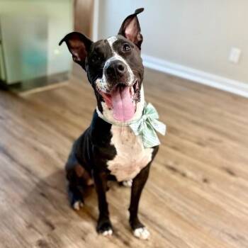 Alvin All Terrain -  Pit Bull Terrier and American Staffordshire Terrier Dog for Adoption in Friendswood, Texas - Alvin All Terrain | PetCurious