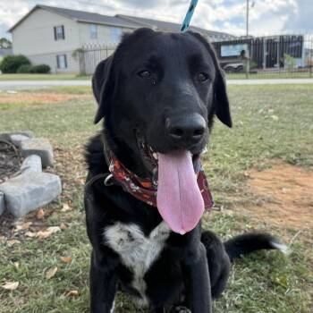 Walker -  Labrador Retriever Dog for Adoption in Columbia, South Carolina - Walker | PetCurious