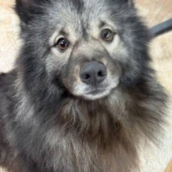 Keeshond Dogs Available for Adoption in Worcester, Massachusetts - Langdon | PetCurious