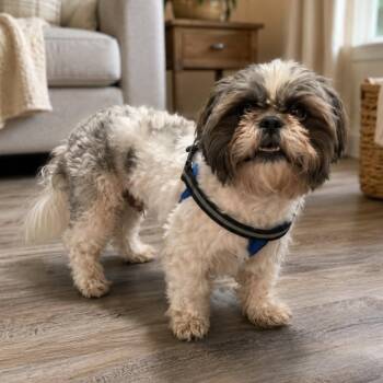 ROCKY GS -  Shih Tzu Dog for Adoption in Lucas, Texas - ROCKY GS | PetCurious