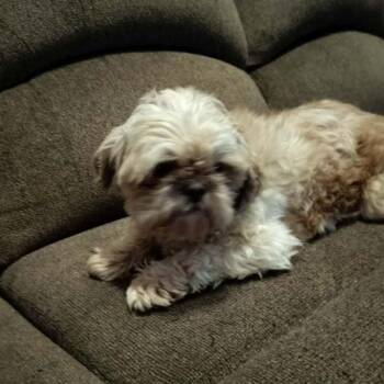 CHEWBECCA -  Shih Tzu Dog for Adoption in Harlem, Georgia - CHEWBECCA | PetCurious