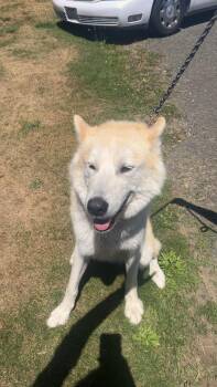 Rescue Siberian Husky Dogs for Adoption in Shelton, Washington - Odin | PetCurious