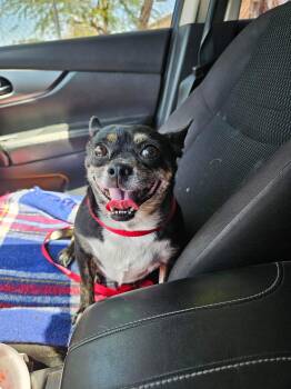 Chihuahua Dogs Available for Adoption in El Centro, California - Frank | PetCurious
