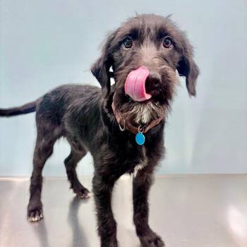 Border Collie and Mixed Breed Dogs Available for Adoption in Portland, Oregon - Jinu | PetCurious