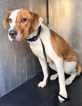 FIONA -  Plott Hound Dog for Adoption in San Antonio, Texas - FIONA | PetCurious