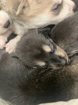 Mixed Breed Dogs Available for Adoption in Dallas, Texas - JASPER | PetCurious