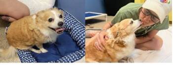 Rescue Mixed Breed Dogs for Adoption in Houston, Texas - Jason Dogford | PetCurious