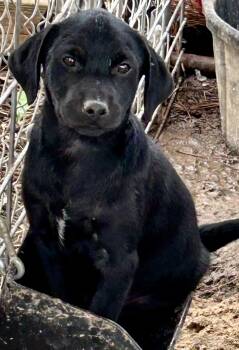 Jim from The Office -  Black Labrador Retriever Dog for Adoption in Okolona, Mississippi - Jim From The Office | PetCurious