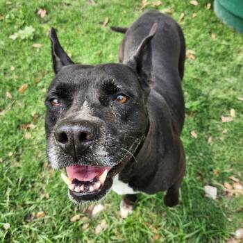 Rescue Pit Bull Terrier Dogs for Adoption in Corpus Christi, Texas - Macey | PetCurious