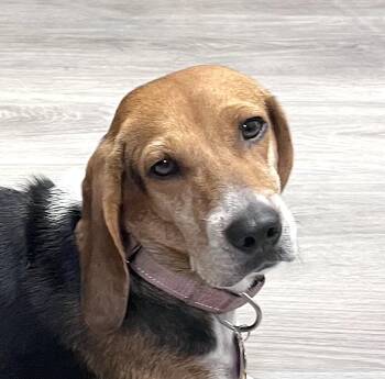 Bree -  Beagle Dog for Adoption in Tomball, Texas - Bree | PetCurious