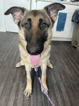 Rescue German Shepherd Dog Dogs for Adoption in Oakland, New Jersey - Dolly | PetCurious