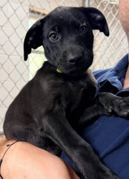 Labrador Retriever Dogs Available for Adoption in Newnan, Georgia - Lancelot | PetCurious