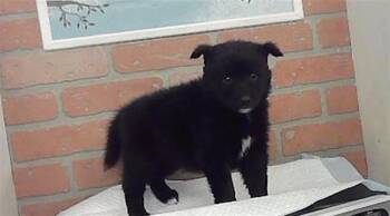 A2094056 -  Husky and Mixed Breed Dog for Adoption in Houston, Texas - A2094056 | PetCurious
