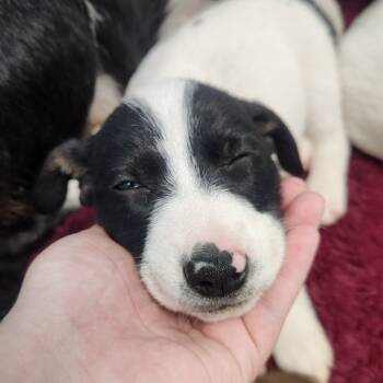 Rescue Border Collie Dogs for Adoption in North Battleford, Saskatchewan - Ham | PetCurious