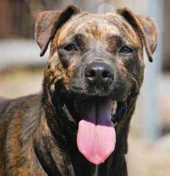 Rescue Mountain Cur Dogs for Adoption in Manchester, Tennessee - Darla | PetCurious