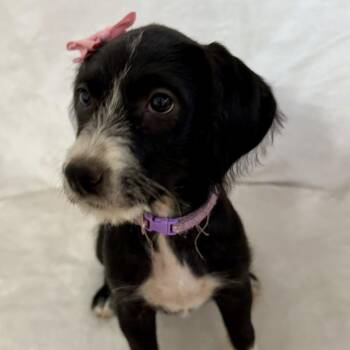 Molly -  Labrador Retriever Dog for Adoption in Springfield, Missouri - Molly | PetCurious
