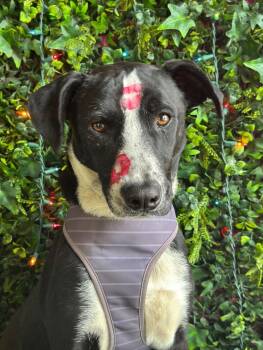 Woody-One of our Amazing Rescue Dogs -  Border Collie and Catahoula Leopard Dog Dog for Adoption in Carlsbad, California - Woody-One Of Our Amazing Rescue Dogs | PetCurious