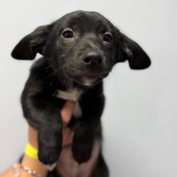 Mixed Breed and Border Collie Dogs Available for Adoption in Idaho Falls, Idaho - Cairo | PetCurious