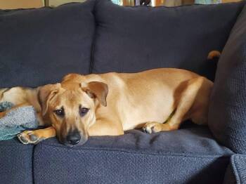 Kona -  Rhodesian Ridgeback Dog for Adoption in Randolph, Vermont - Kona | PetCurious