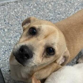 Huey -  Mixed Breed Dog for Adoption in Livingston, Texas - Huey | PetCurious
