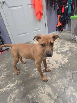Bambi -  Mixed Breed Dog for Adoption in Saint Marys, Pennsylvania - Bambi | PetCurious