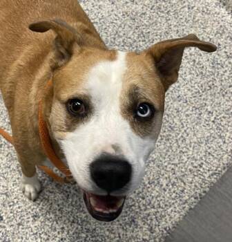 Sky -  Siberian Husky and Pit Bull Terrier Dog for Adoption in Golden, Colorado - Sky | PetCurious